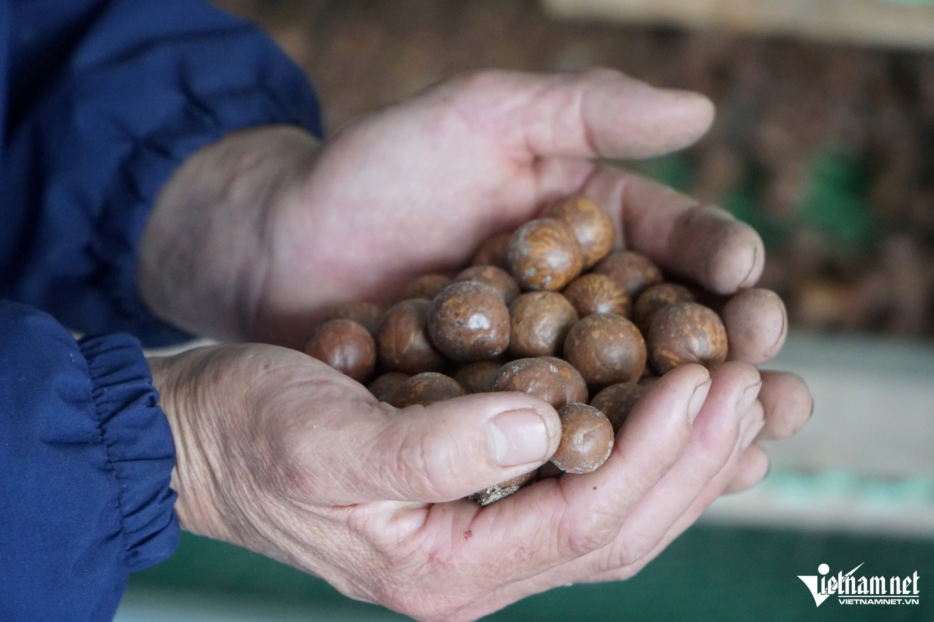 hat macca LeDuong.jpg