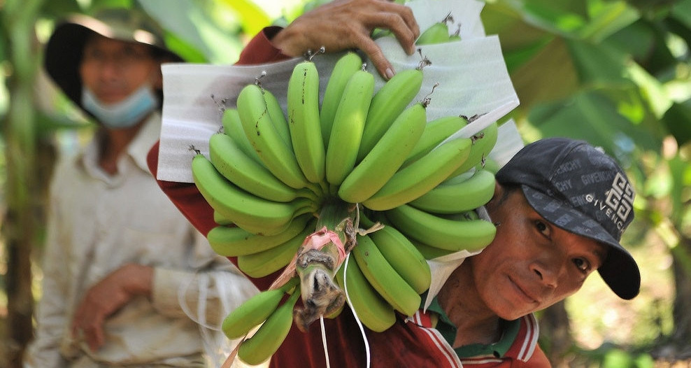 Vietnam’s banana exports surge past durians to claim second spot