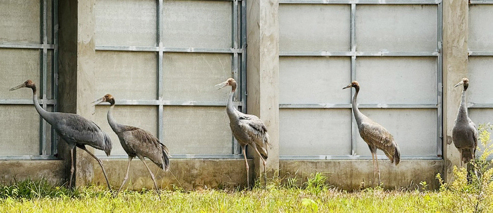 Sếu đầu đỏ.jpg