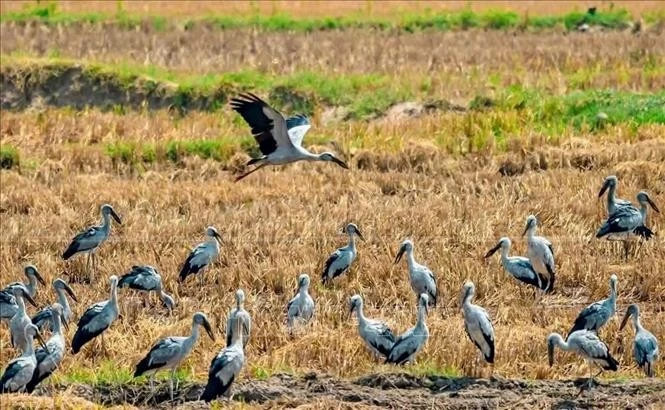 Rare Asian open-bill storks spotted in Gia Lai, sparking conservation push