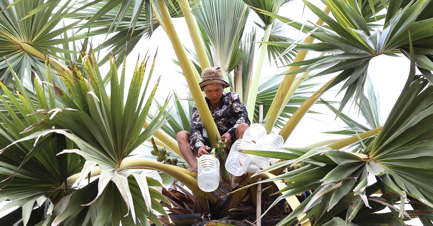 Khmer sugar-making craft shines as national heritage