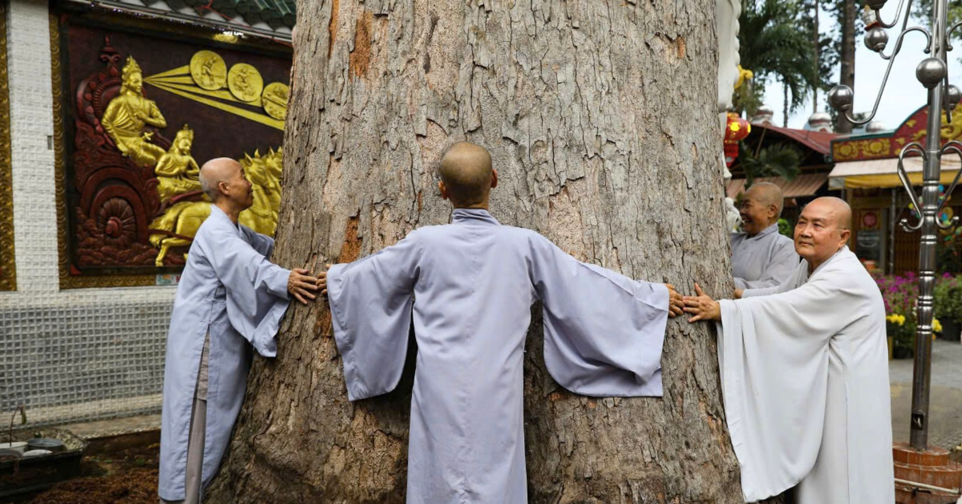 Ancient pagoda in Dong Nai protects a 300-year-old heritage tree