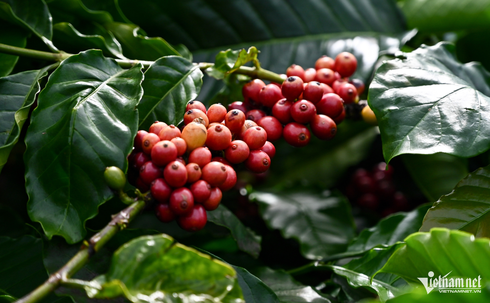 W-ca phe viet nam.png