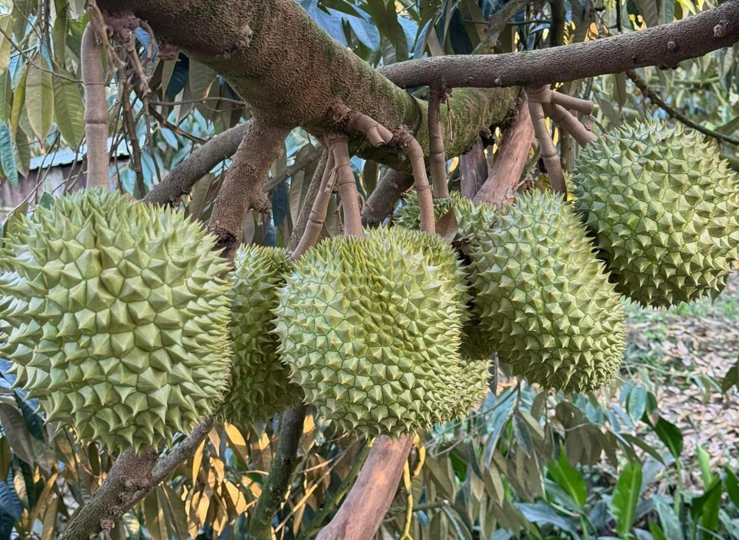 sau rieng 113472.jpg