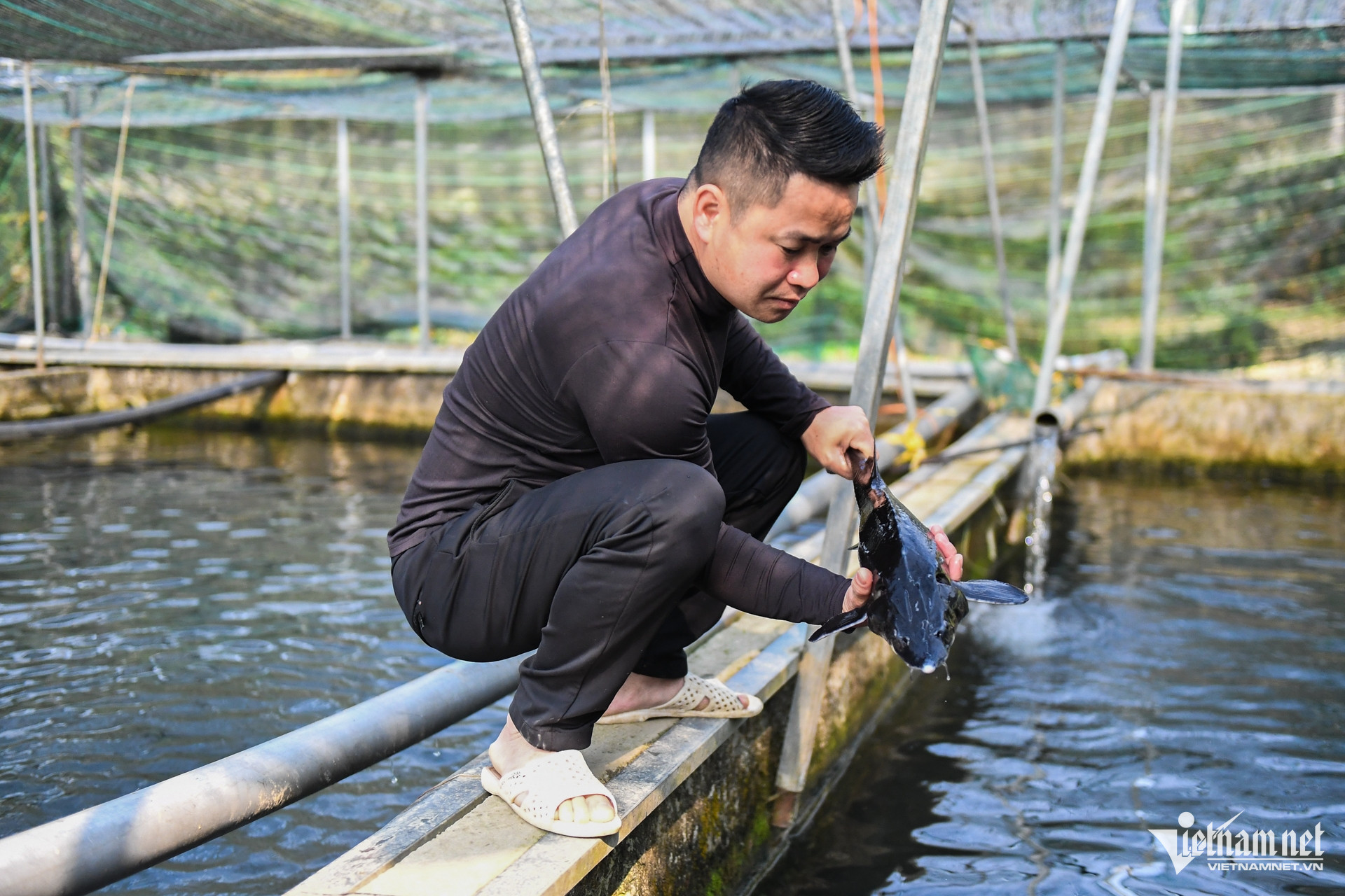 vietnam fish breeding.jpg