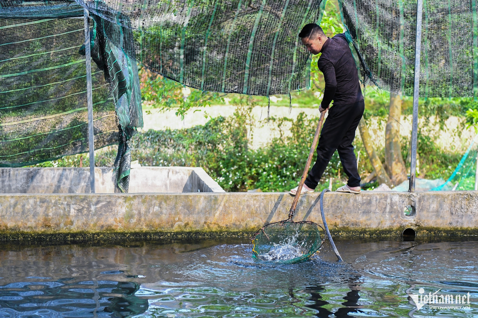 vietnam fish breeding1.jpg