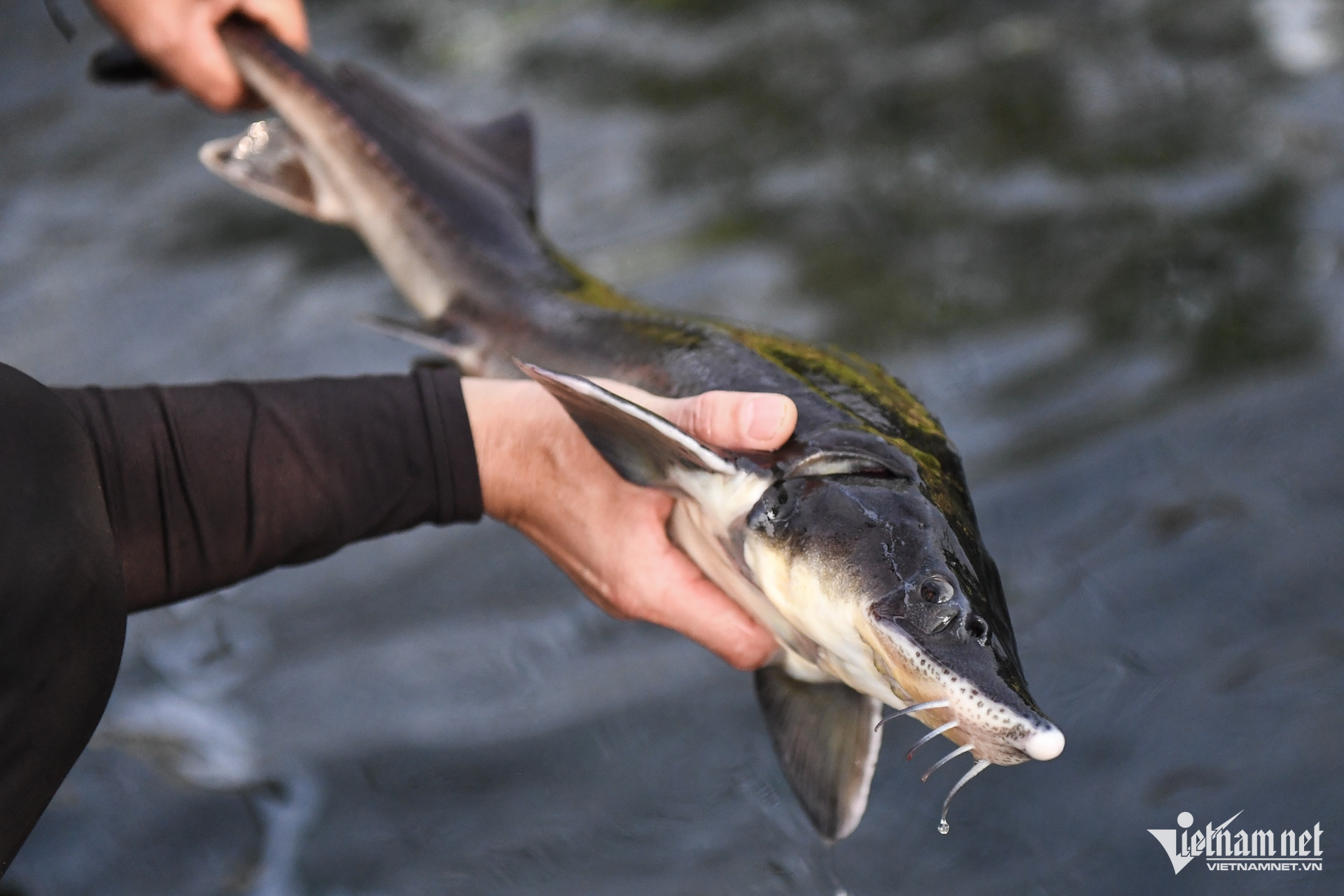 vietnam fish breeding2.jpg