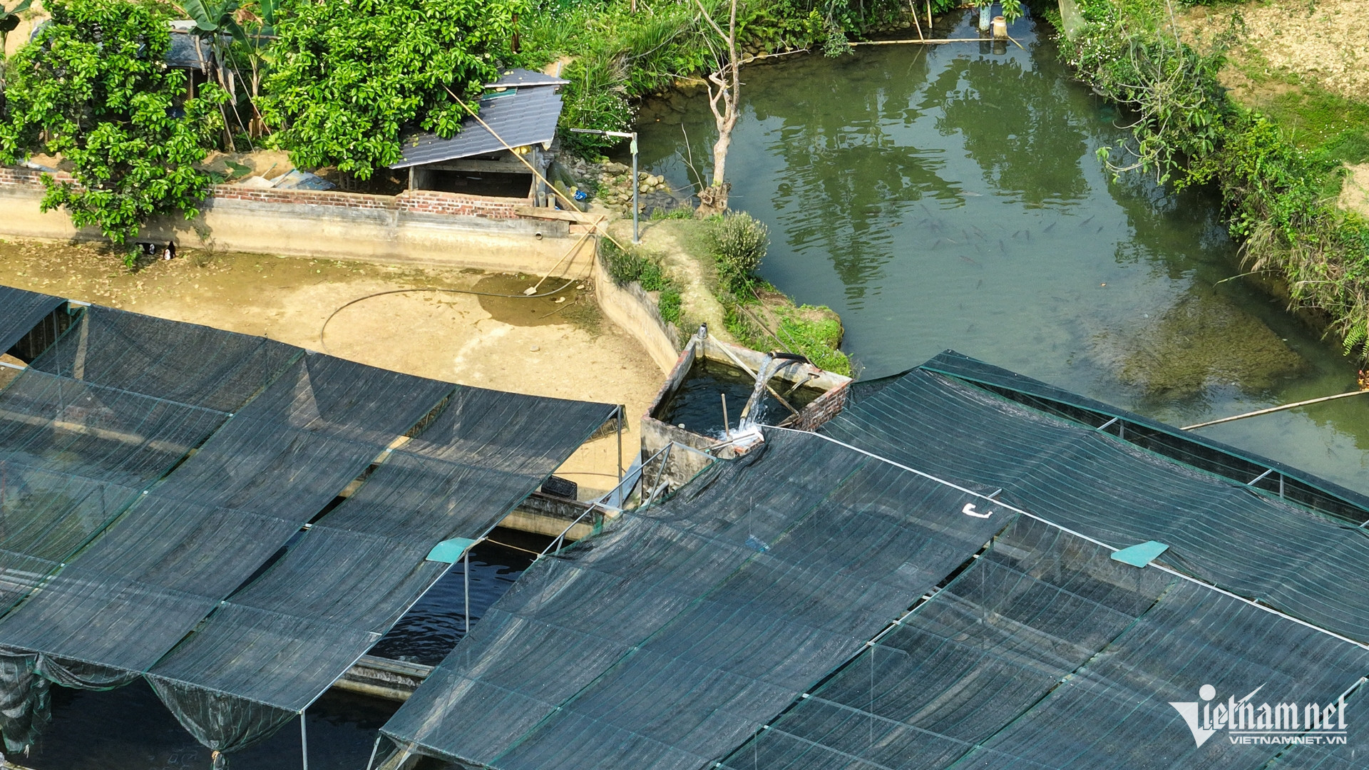 vietnam fish breeding4.jpg