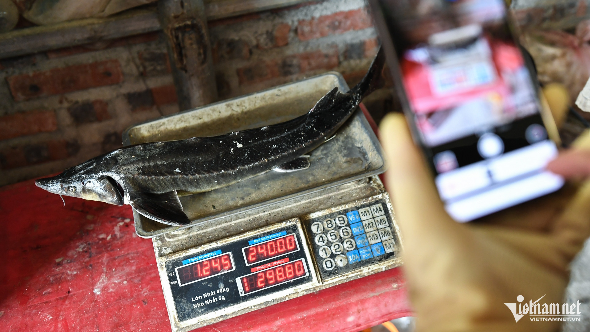 vietnam fish breeding8.jpg