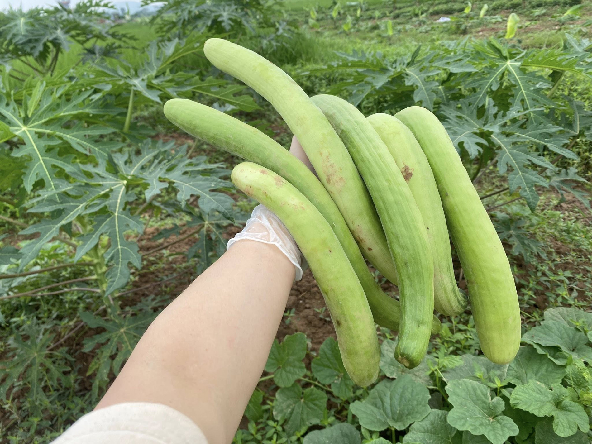 dưa gang thu hằng 1.jpg