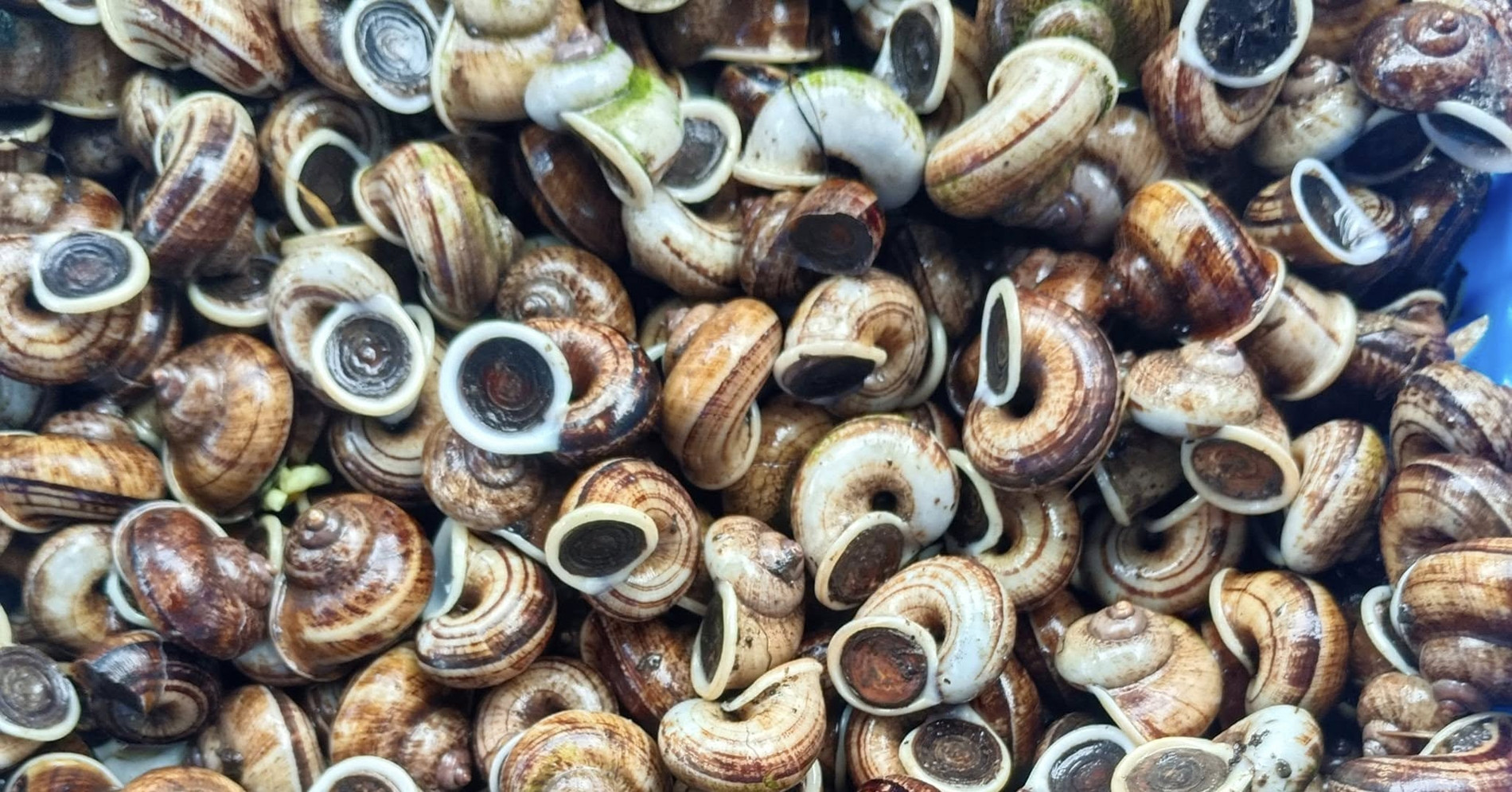 Ninh Binh’s chewy mountain snail shines after the rain