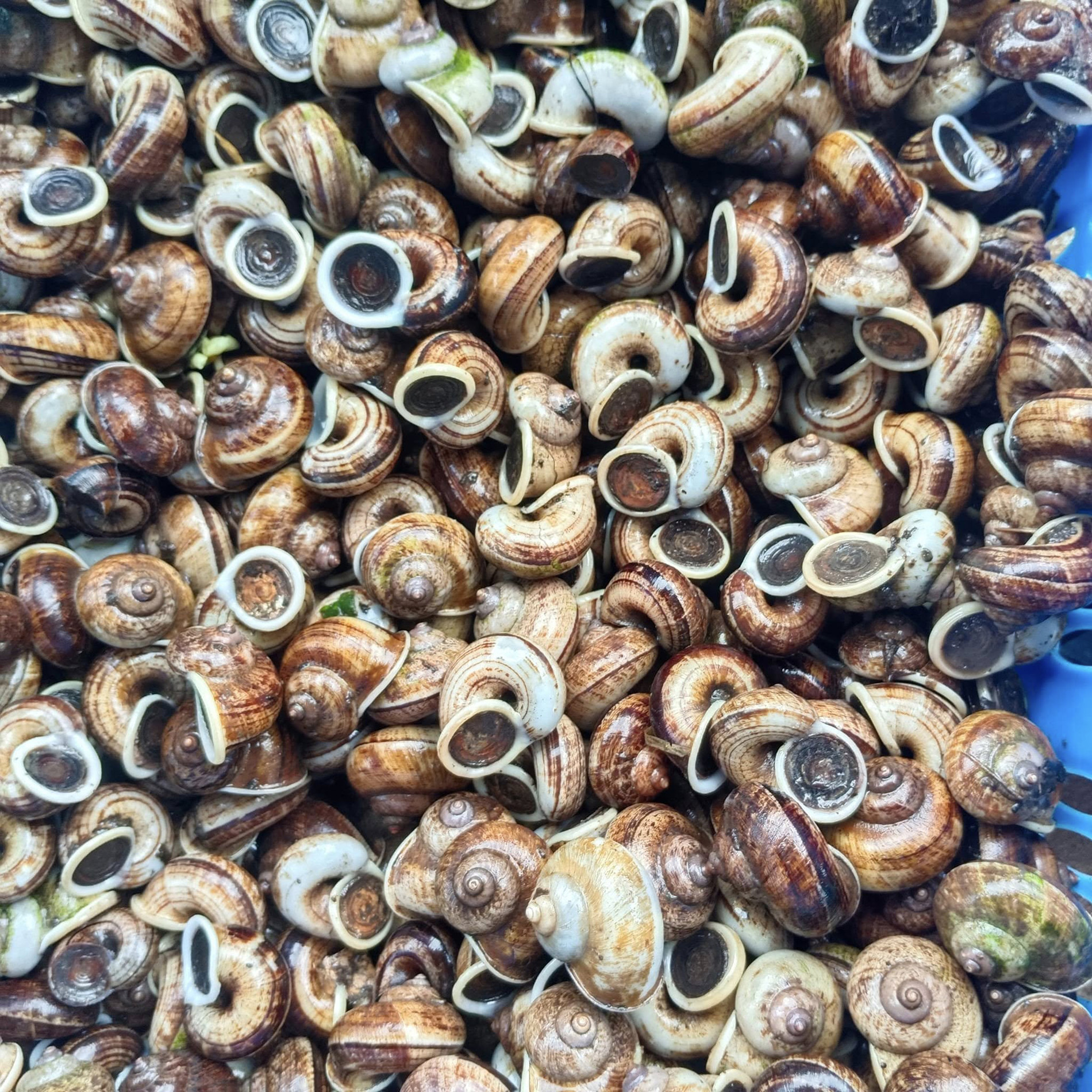 ốc núi Pham Xoan 0.jpg