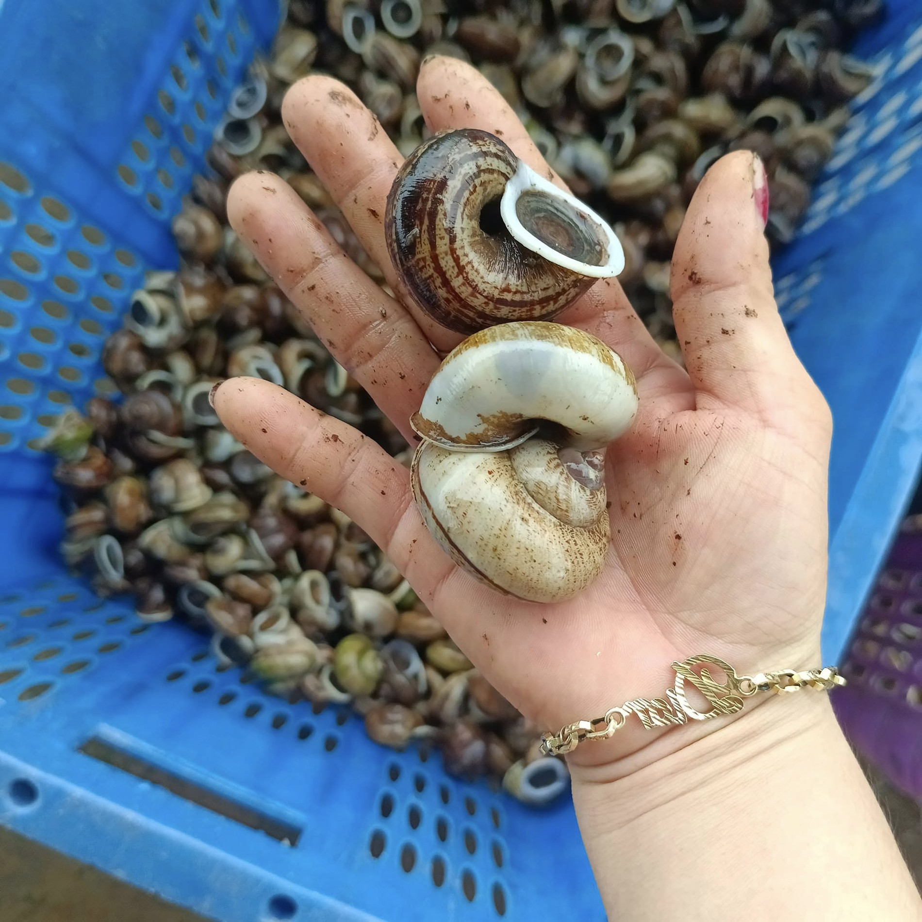 ốc núi Pham Xoan.jpg