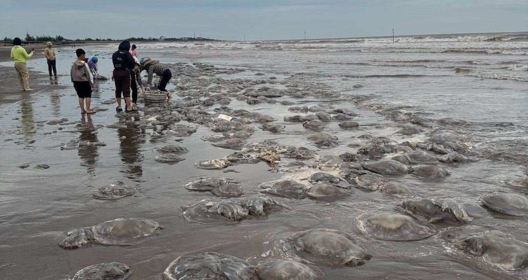 Unusual monsoon drives hundreds of tons of jellyfish to Nam Dinh shore