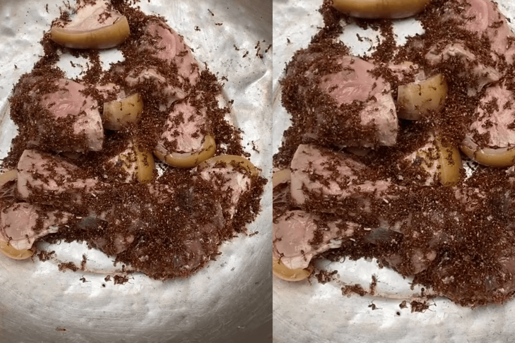 Unusually tasty Vinh Phuc delicacy: beef bitten by swarms of ants