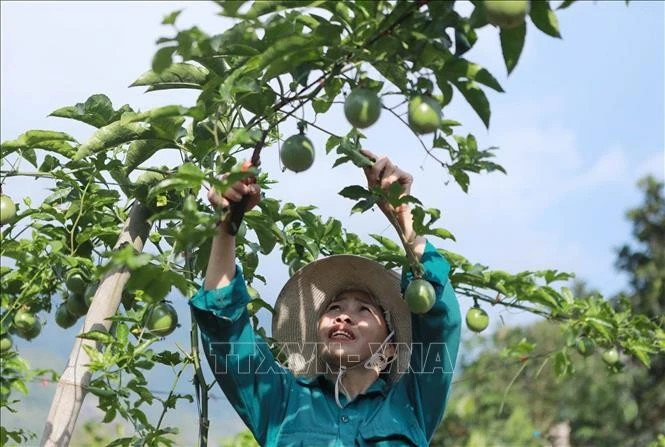 Major opportunities for VN agricultural product exports to enter Chinese market