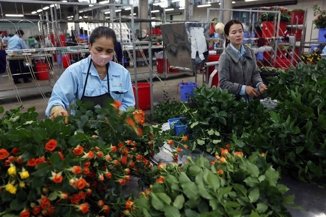 Vietnam's flower export turnover surpasses 100 million USD mark