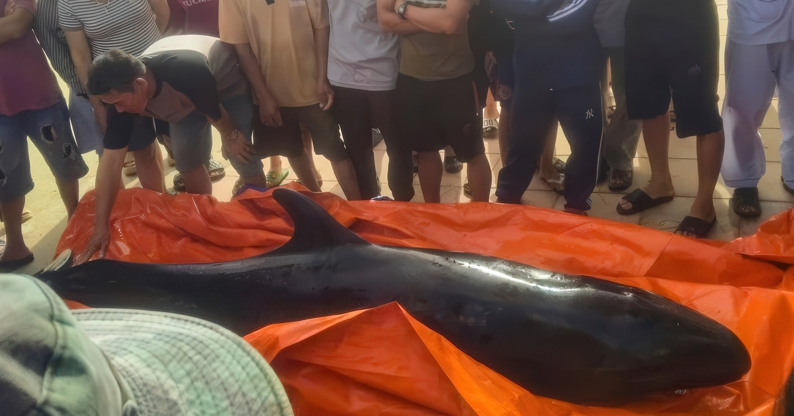 Whales wash ashore in Quang Ngai, honored with traditional sea rites