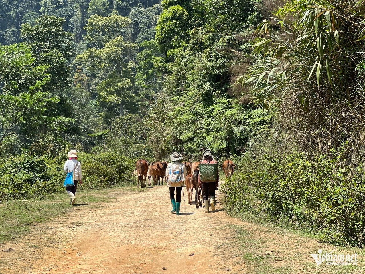 pharung BinhMinh.jpg