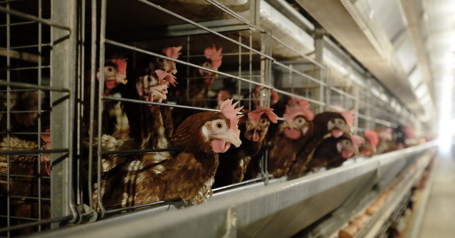 Vietnam’s livestock powerhouses chase billion-dollar growth