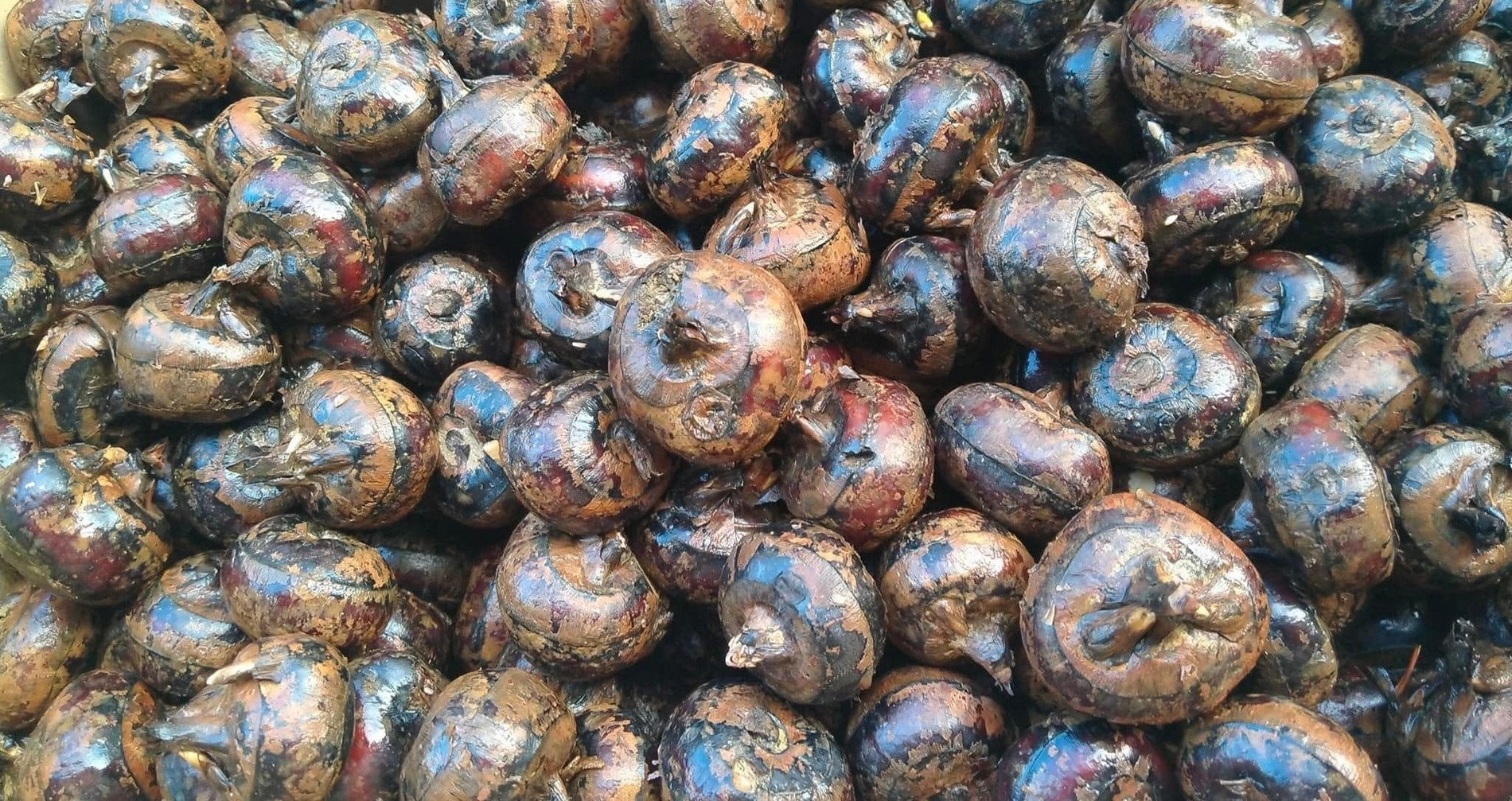 Vietnam’s earthy gem: Sweet, crunchy, and packed with health benefits