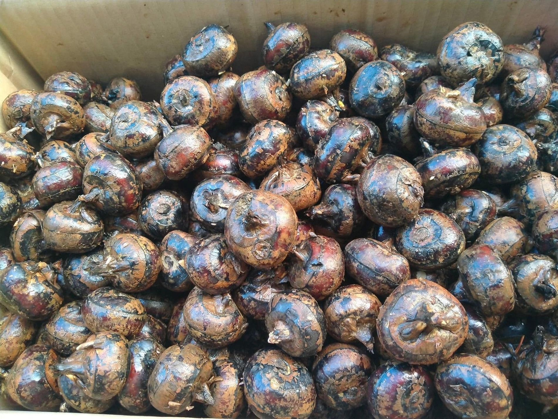 củ năng thạch lan.jpg