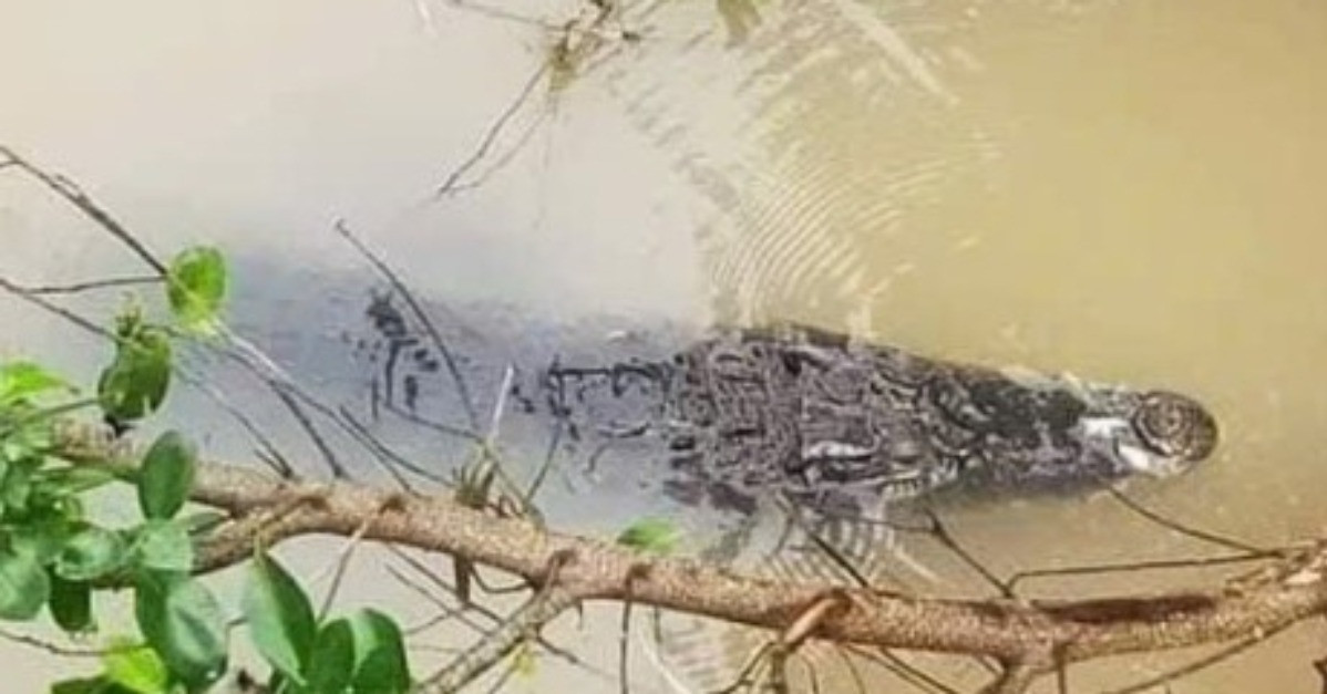 Crocodile spotted in Long An canal, local authorities issue warning