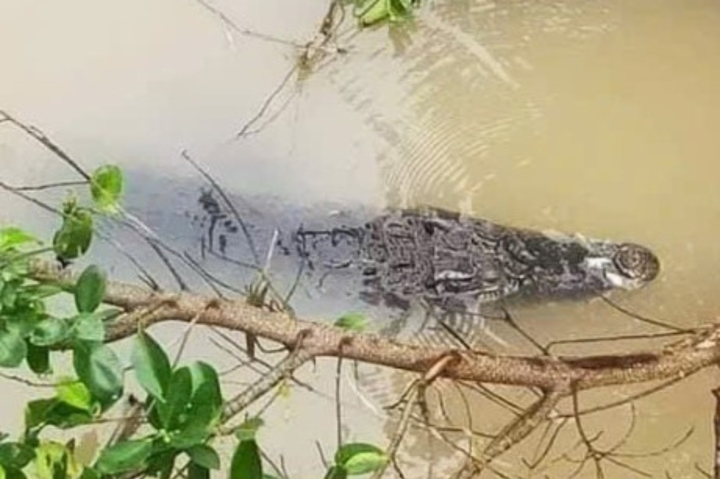 Cá sấu dưới nước.jpg