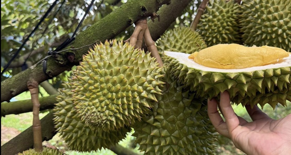 Vietnam cracks down on durian safety risks amid rising China scrutiny