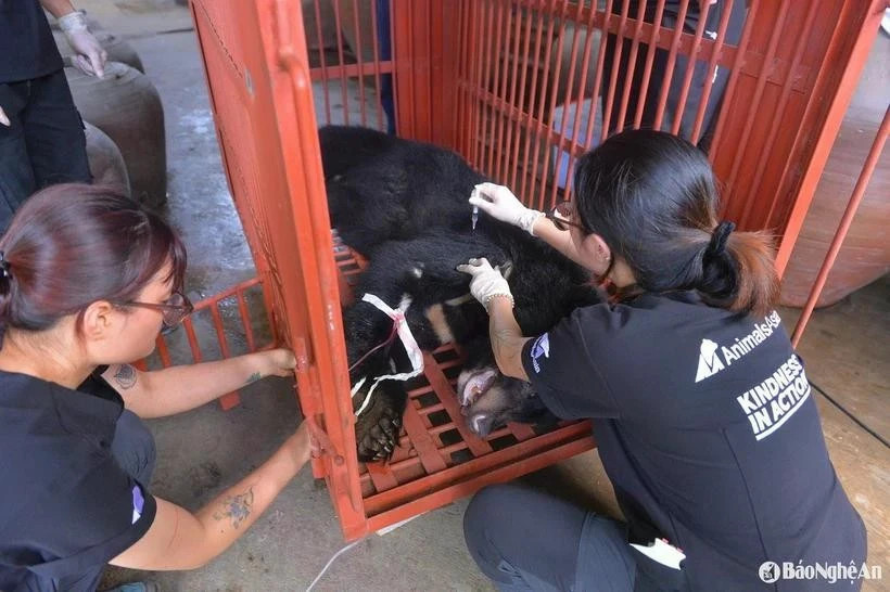 Captive Asian black bear transferred to rescue centre