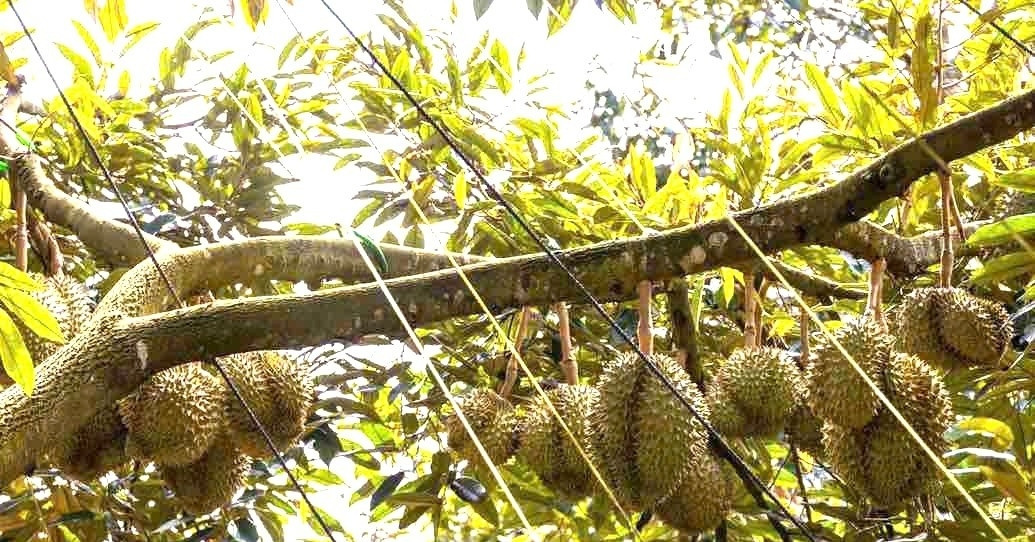 Dak Lak urges testing centers after toxic chemicals found in exported durian
