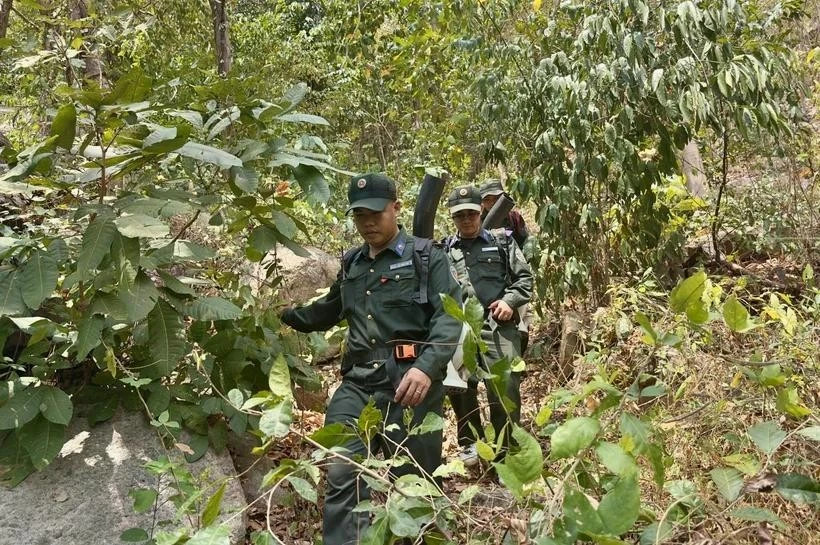 Vietnam classified as low risk under EU anti-deforestation regulation