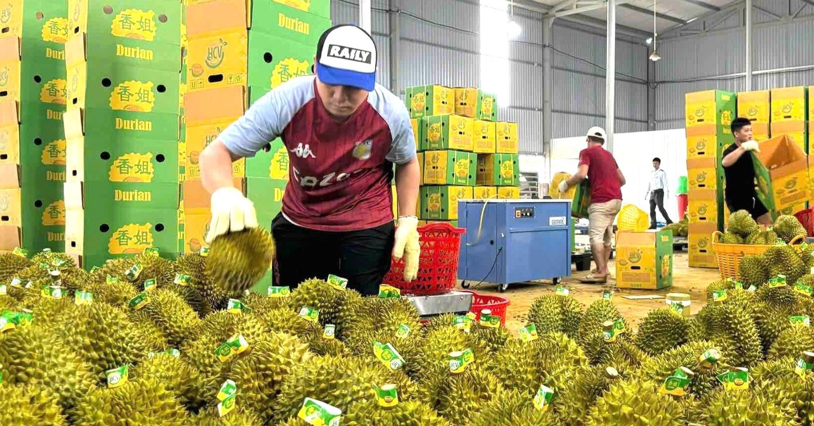 Chemical concerns spur Dak Lak into action to protect durian harvest