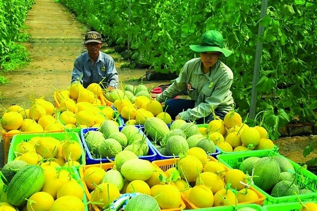 E-commerce to support farmers with market access