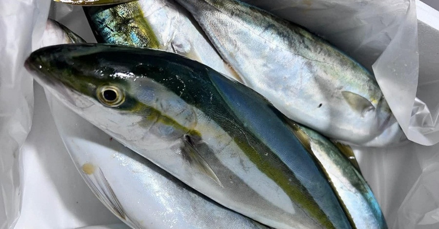 High-value fish breeding success puts Vietnam on aquaculture map