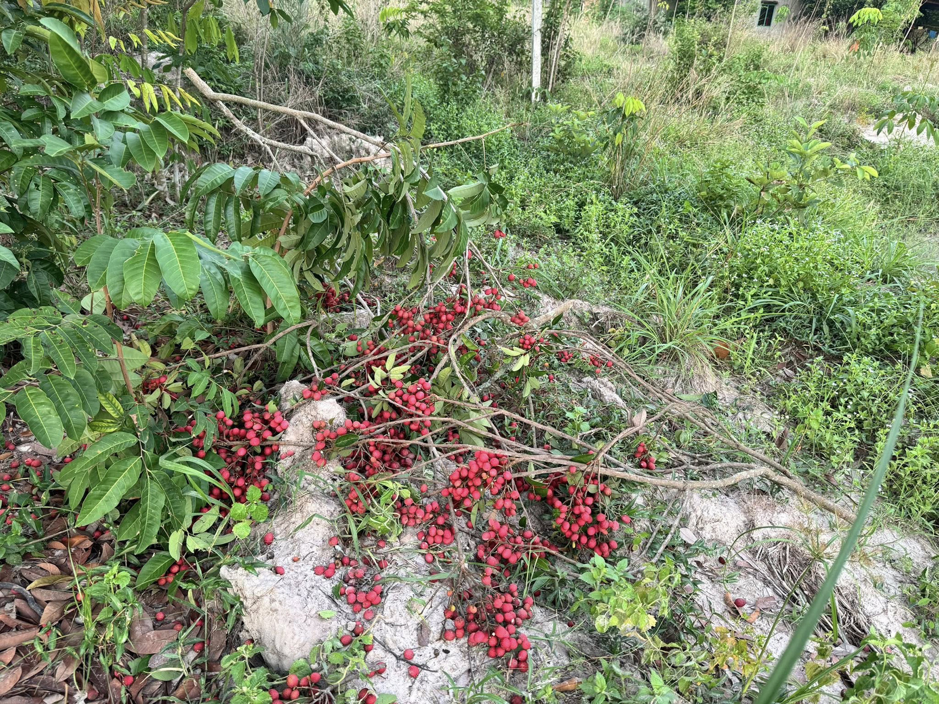 trái trường   trúc chi 0.jpg