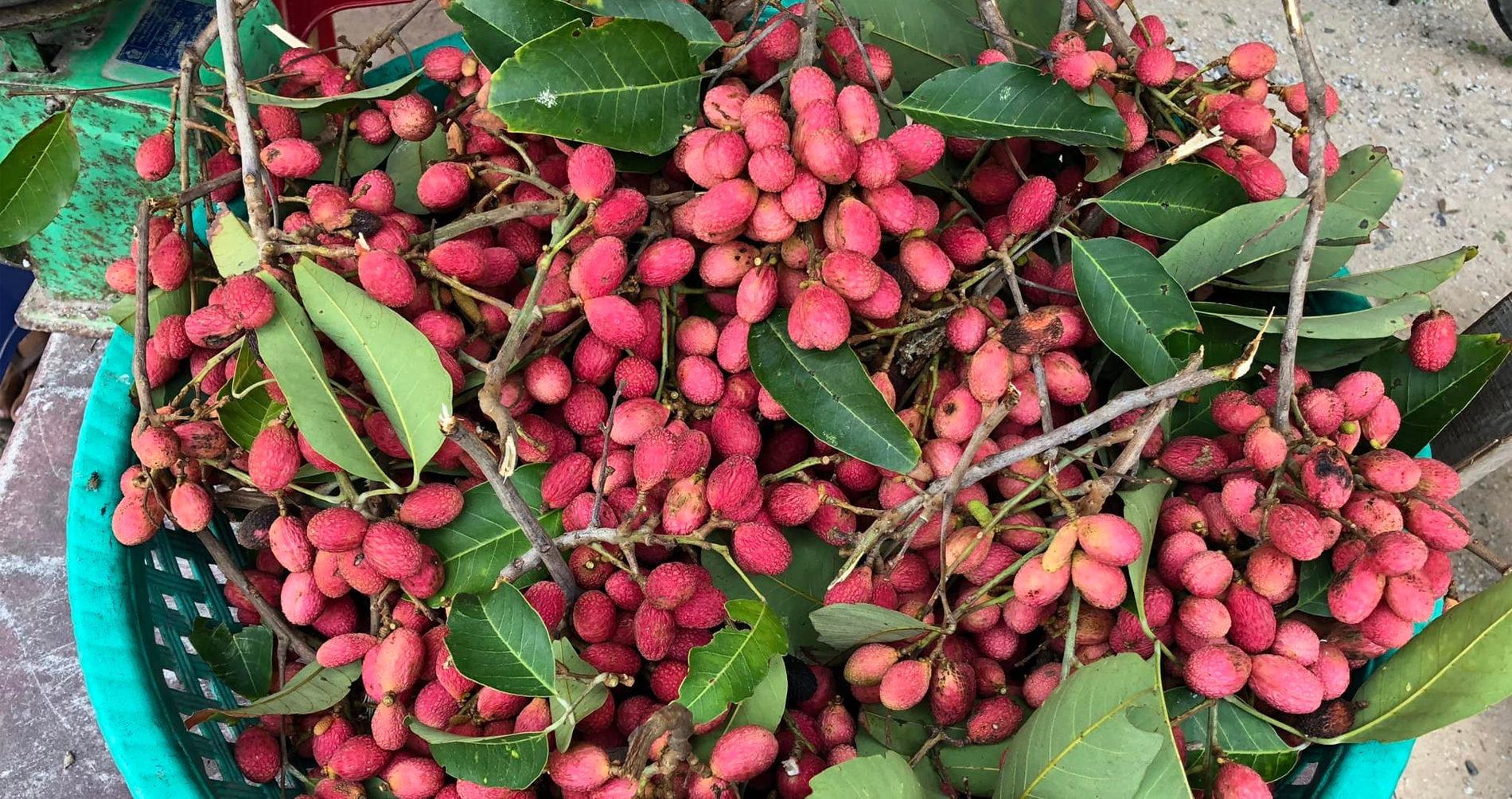 Rare An Giang forest fruit blends lychee and rambutan flavors