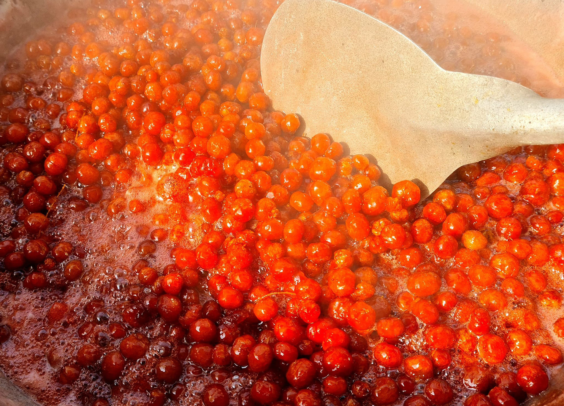 cây chùm ruột   thu hồng 0.jpg