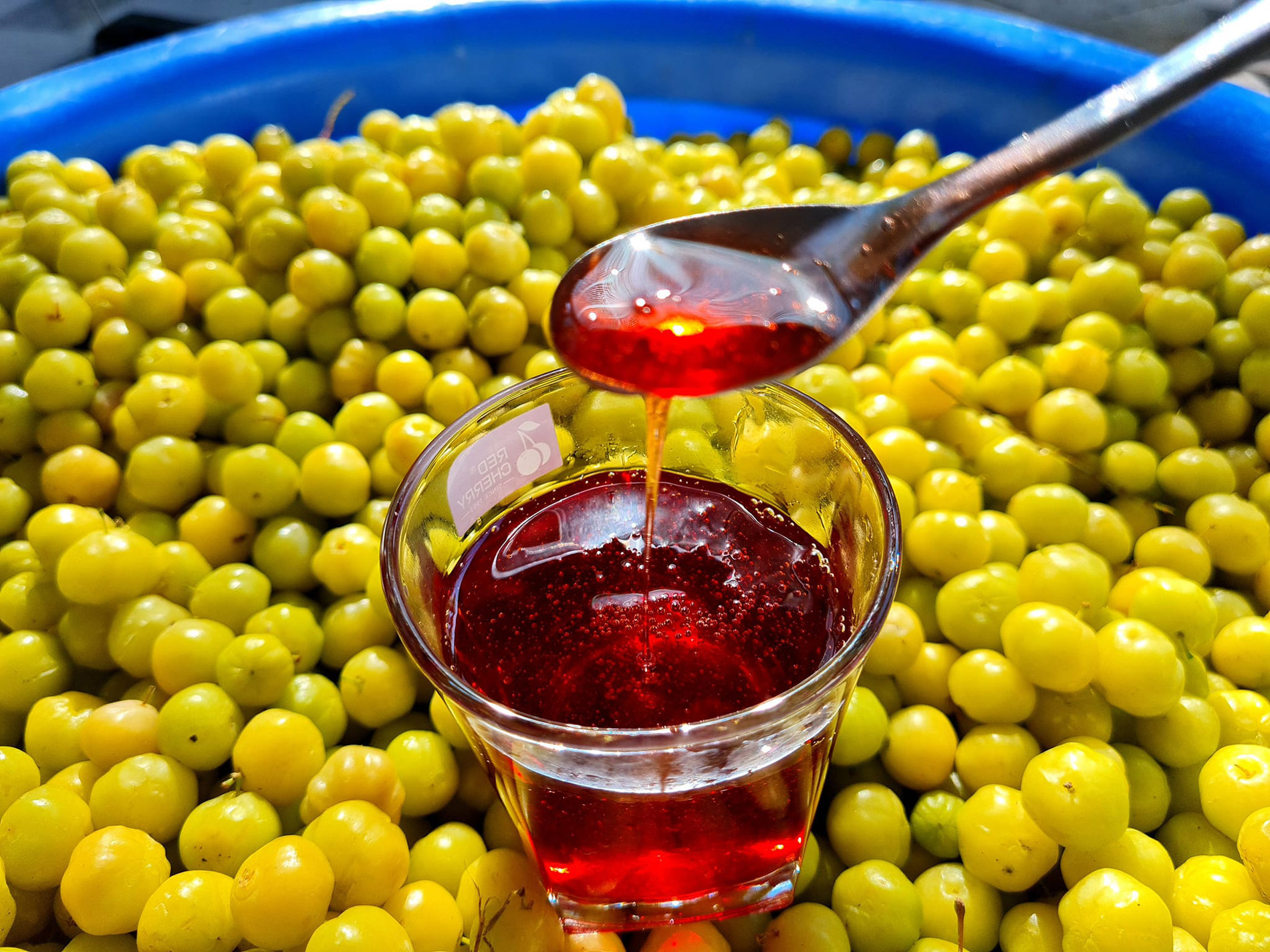 cây chùm ruột   thu hồng 3.jpg