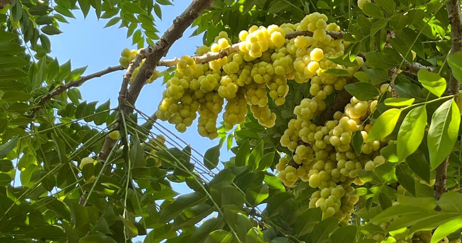 Wild fruit once ignored now delights southern Vietnam’s food lovers