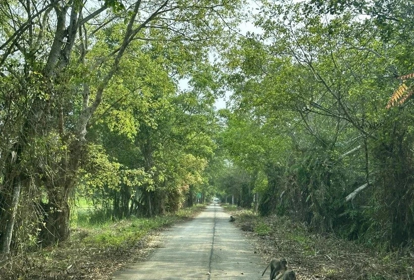U Minh Thuong National Park reopens for tourists as fire risks ease