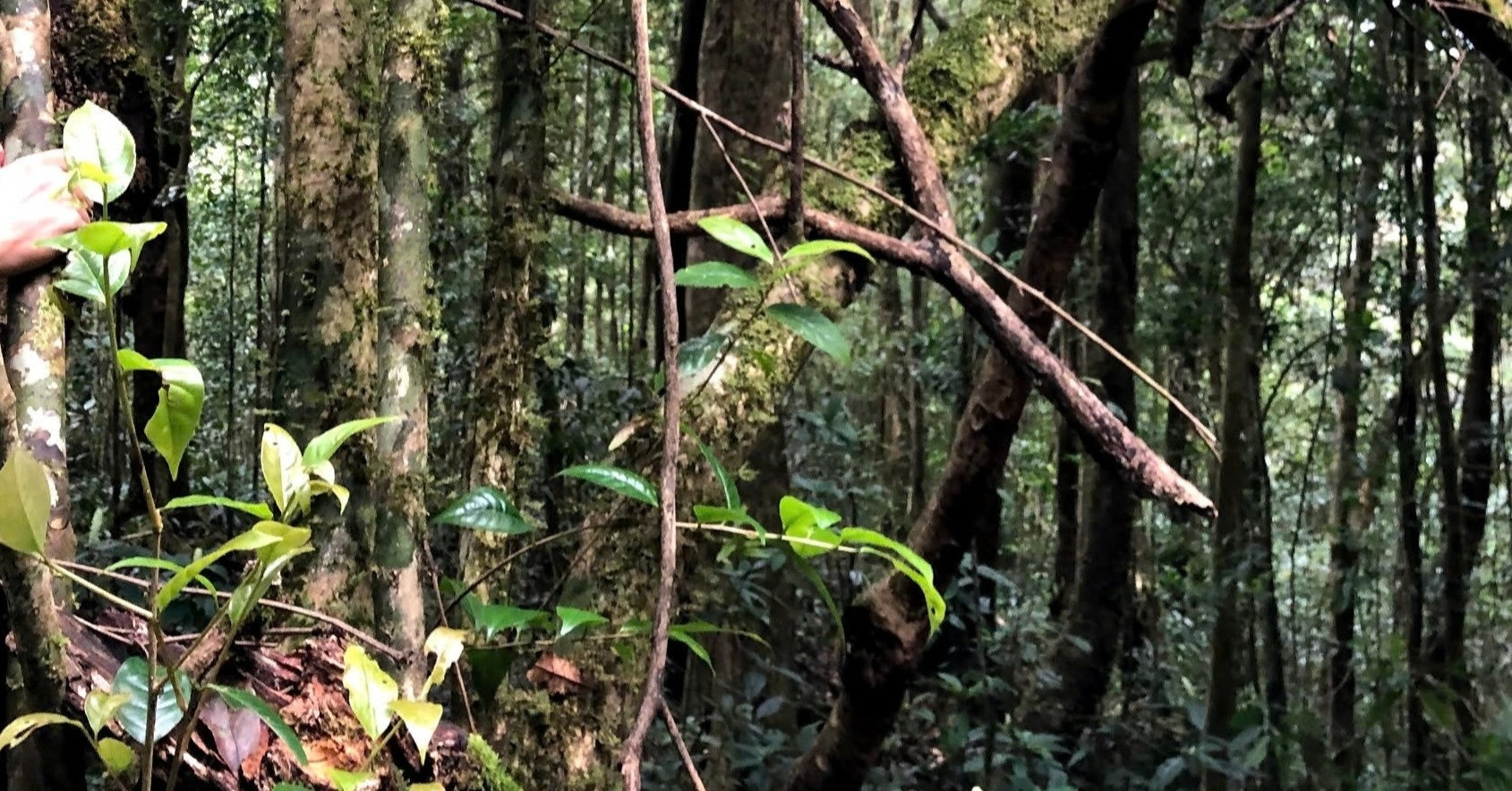 Ancient tea forest of 28,000 trees found atop Vietnam’s Ta Dung Mountain