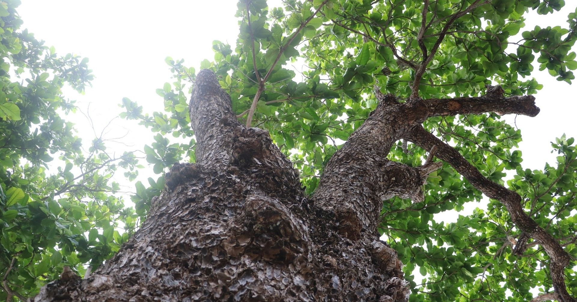 Centuries-old heritage trees stand guard over sacred Con Dao