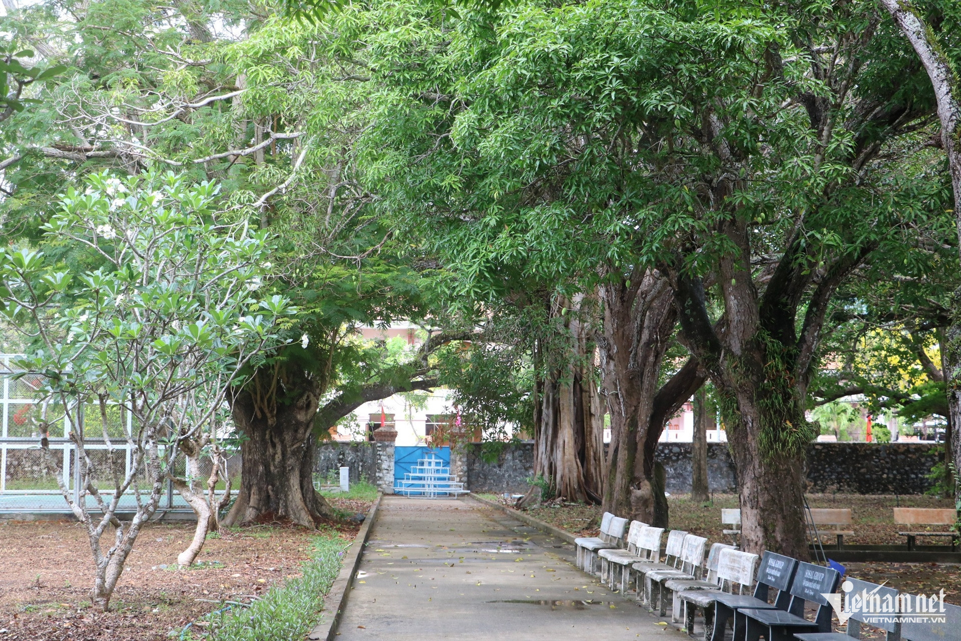 con dao6.jpg