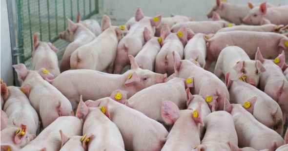 Livestock giants thrive as pork prices surge in Q1 2025