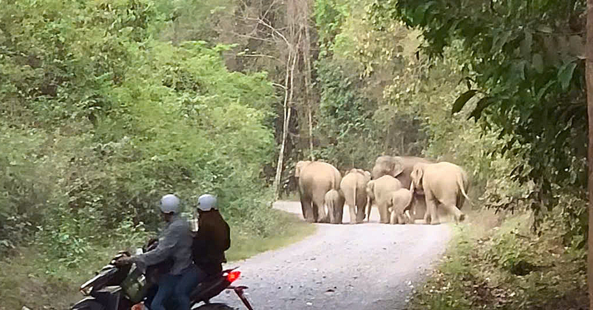 Wild elephant herd startles campers in Dong Nai forest encounter