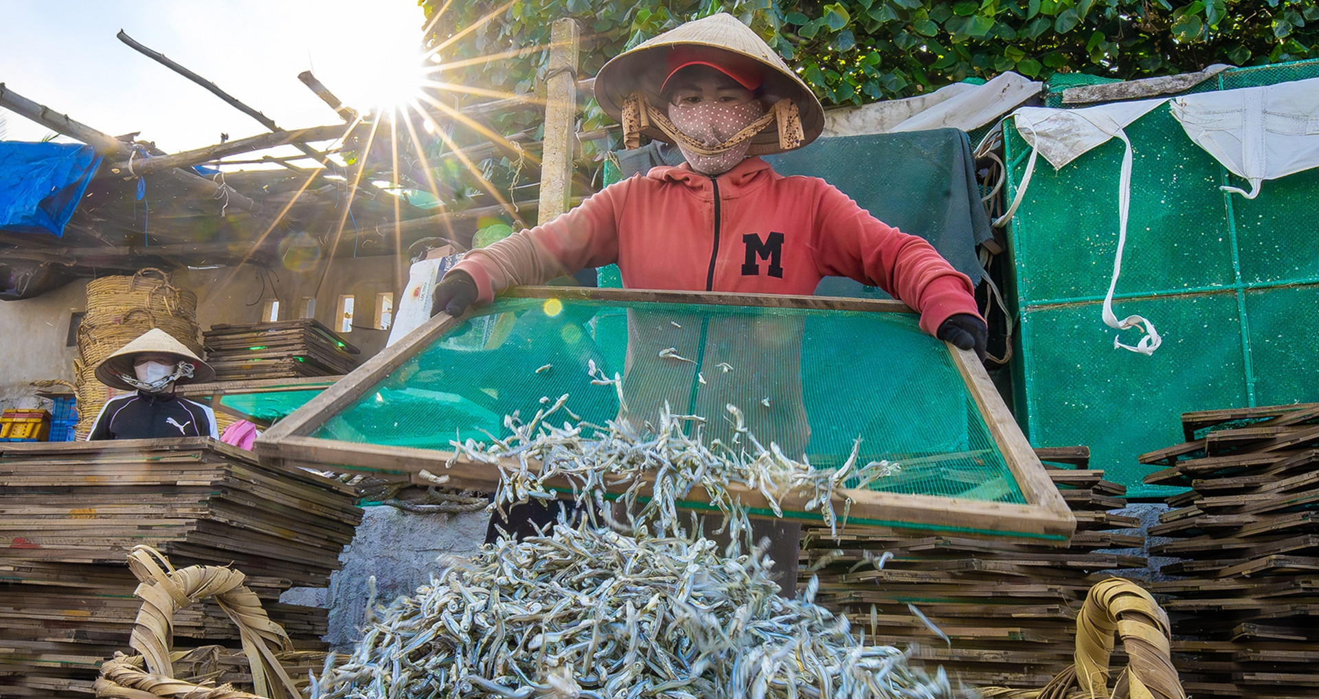 Anchovy gold rush: How one village keeps Vietnam’s seafood exports alive