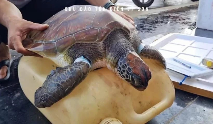 Endangered sea turtle rescued in Quang Ngai