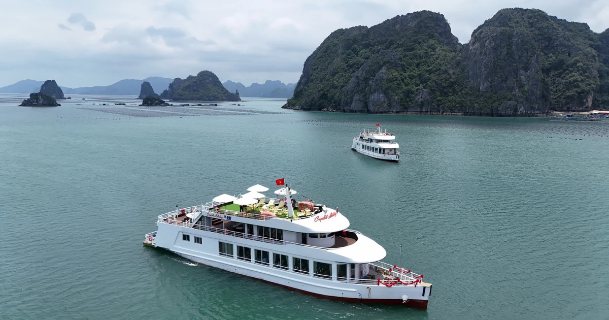Luxury cruises set sail in Bai Tu Long Bay