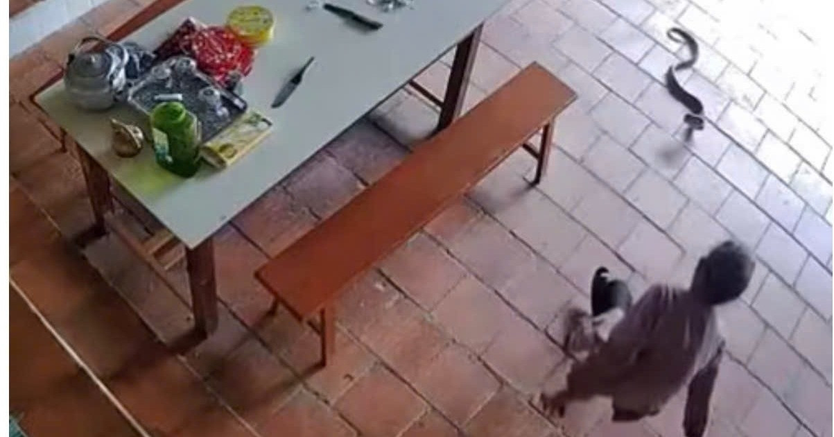 96-year-old woman uses cane to fend off cobra in Nghe An